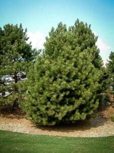 Сосна Чёрная (Pinus Nigra) купить по цене от 270.00р. в интернет-магазине «Посадика» с доставкой почтой в в Краснокамске и по всей России – [изображение №1].