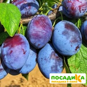 Слива Чачакская ранняя купить по цене от 229.00р. в интернет-магазине «Посадика» с доставкой почтой в в Краснокамске и по всей России – [изображение №1].