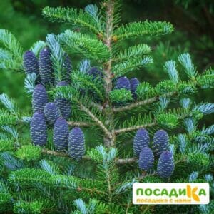 Пихта корейская (Abies koreana) купить по цене от 450.00р. в интернет-магазине «Посадика» с доставкой почтой в в Краснокамске и по всей России – [изображение №1].