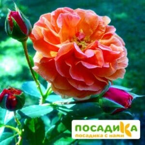 Роза Арабия купить по цене от 350.00р. в интернет-магазине «Посадика» с доставкой почтой в в Краснокамске и по всей России – [изображение №1].