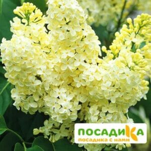 Сирень Примроуз (Primrose) купить по цене от 529.00р. в интернет-магазине «Посадика» с доставкой почтой в в Краснокамске и по всей России – [изображение №1].