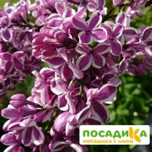 Сирень Сенсация купить по цене от 529.00р. в интернет-магазине «Посадика» с доставкой почтой в в Краснокамске и по всей России – [изображение №1].