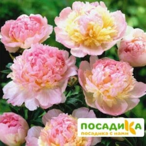 Пион Распберри Сандей (Paeonia Raspberry Sundae) купить по цене от 959р. в интернет-магазине «Посадика» с доставкой почтой в в Краснокамске и по всей России – [изображение №1].