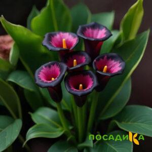 Калла Аура Лейс купить по цене от 400р. в интернет-магазине «Посадика» с доставкой почтой в в Краснокамске и по всей России – [изображение №1].