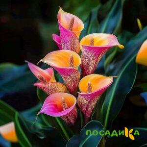 Калла Оникс купить по цене от 450р. в интернет-магазине «Посадика» с доставкой почтой в в Краснокамске и по всей России – [изображение №1].