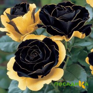 Роза Ханни Сикл купить по цене от 700р. в интернет-магазине «Посадика» с доставкой почтой в в Краснокамске и по всей России – [изображение №1].