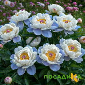 Пион акварельный Этюд купить по цене от 806р. в интернет-магазине «Посадика» с доставкой почтой в в Краснокамске и по всей России – [изображение №1].