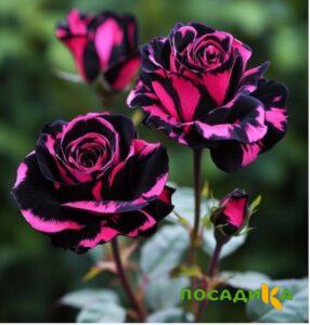 Роза Багровый Шепот купить по цене от 366р. в интернет-магазине «Посадика» с доставкой почтой в в Краснокамске и по всей России – [изображение №1].