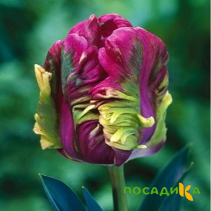 Тюльпан Экзотик Хэвен купить по цене от 186р. в интернет-магазине «Посадика» с доставкой почтой в в Краснокамске и по всей России – [изображение №1].