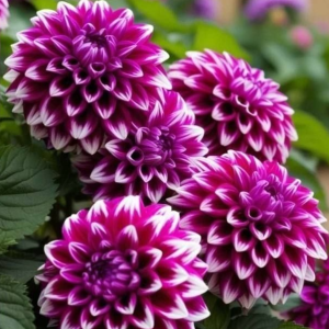 Георгин Кристал Корт купить по цене от 602р. в интернет-магазине «Посадика» с доставкой почтой в в Краснокамске и по всей России – [изображение №1].