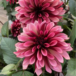 Георгин Перли Сансет купить по цене от 309р. в интернет-магазине «Посадика» с доставкой почтой в в Краснокамске и по всей России – [изображение №1].