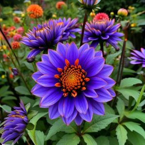 Георгин Лазурит купить по цене от 799р. в интернет-магазине «Посадика» с доставкой почтой в в Краснокамске и по всей России – [изображение №1].