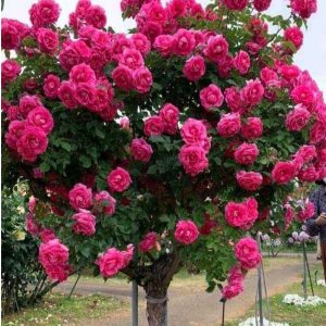 Роза Версаля купить по цене от 232р. в интернет-магазине «Посадика» с доставкой почтой в в Краснокамске и по всей России – [изображение №1].