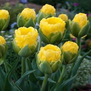 Тюльпан махровый Ванила Коп купить по цене от 159р. в интернет-магазине «Посадика» с доставкой почтой в в Краснокамске и по всей России – [изображение №1].