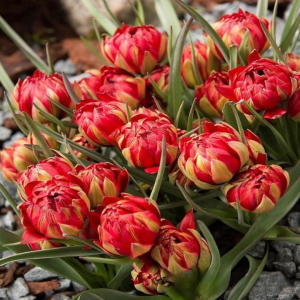 Тюльпан Ап Пинк купить по цене от 390р. в интернет-магазине «Посадика» с доставкой почтой в в Краснокамске и по всей России – [изображение №1].