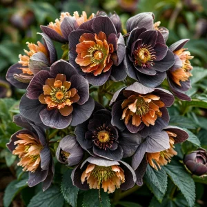 Морозник Блум Айс купить по цене от 499р. в интернет-магазине «Посадика» с доставкой почтой в в Краснокамске и по всей России – [изображение №1].