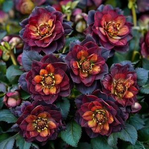 Морозник Сноу Дроп купить по цене от 348р. в интернет-магазине «Посадика» с доставкой почтой в в Краснокамске и по всей России – [изображение №1].