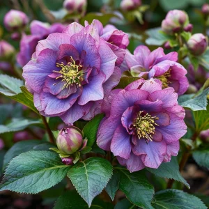 Морозник Айс Принцесс Чарм купить по цене от 650р. в интернет-магазине «Посадика» с доставкой почтой в в Краснокамске и по всей России – [изображение №1].