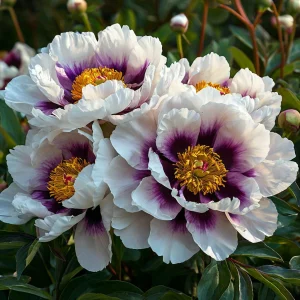 Пион Эко Саммер купить по цене от 548р. в интернет-магазине «Посадика» с доставкой почтой в в Краснокамске и по всей России – [изображение №1].