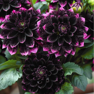 Георгин Лаванда Лейс купить по цене от 679р. в интернет-магазине «Посадика» с доставкой почтой в в Краснокамске и по всей России – [изображение №1].