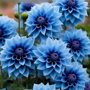 Георгин Вижапе купить по цене от 699р. в интернет-магазине «Посадика» с доставкой почтой в в Краснокамске и по всей России – [изображение №1].